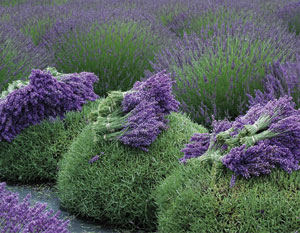 Helvetia Lavender Festival